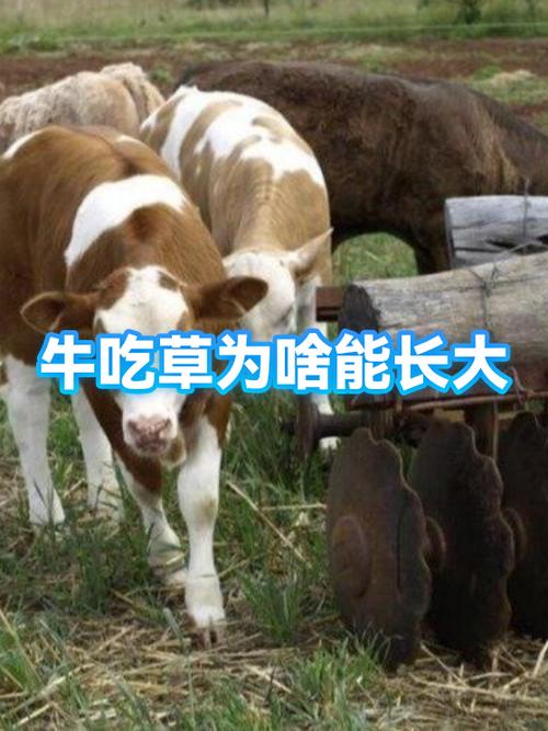 牛吃草为啥能长大？揭秘“牛吃草科技”背后的生物学奇迹